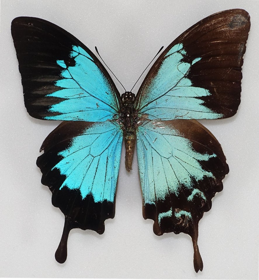 Papilio ulysses (Gynandromorph, Papua New Guinea) (Internet Image property of respective owner, non-commercial use only)